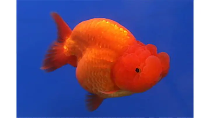 Cá Đầu Sư Tử