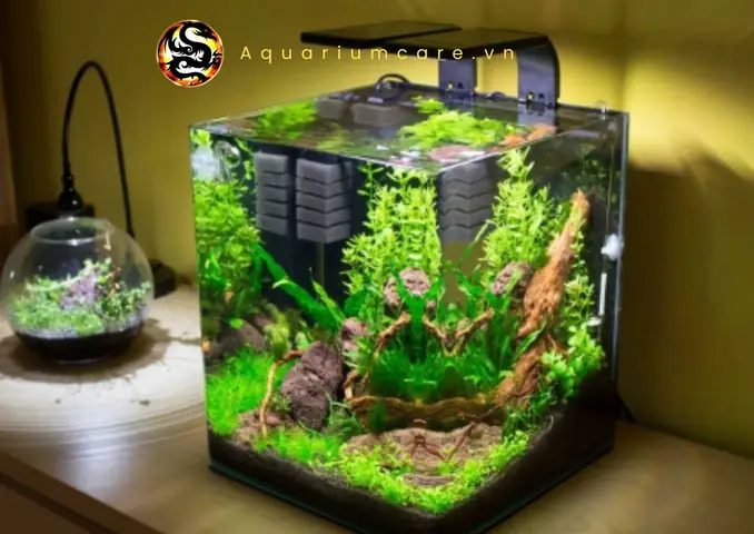 Cá Đẹp Hồ Thủy Sinh
