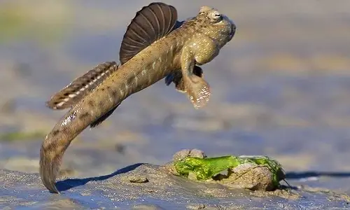 Cá Đi Trên Cạn Cá Đi Trên Cạn