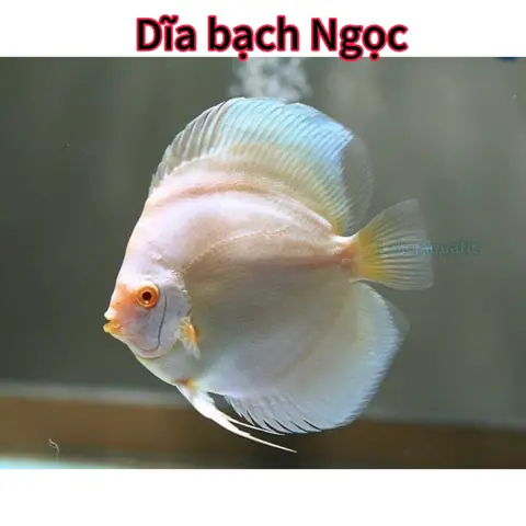 Cá Đĩa Bạch Ngọc
