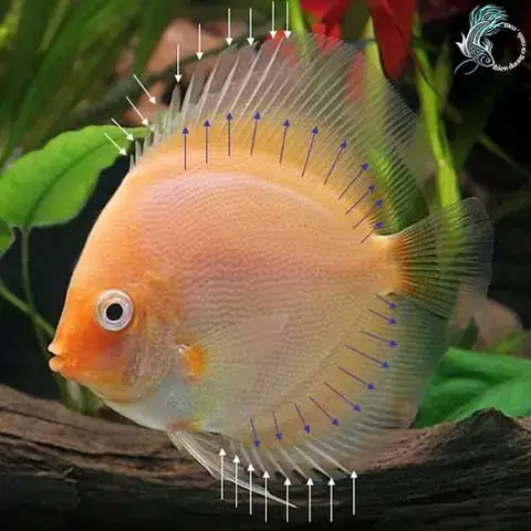 Cá Dĩa Bị Cụp Vây