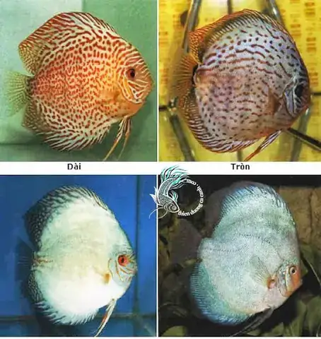 Cá Dĩa Bị Đen Vây