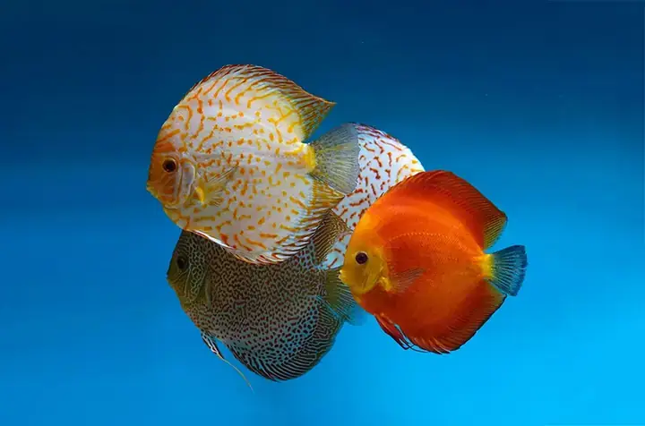 Cá Dĩa Bị Đốm Trắng Cá Dĩa Bị Đốm Trắng