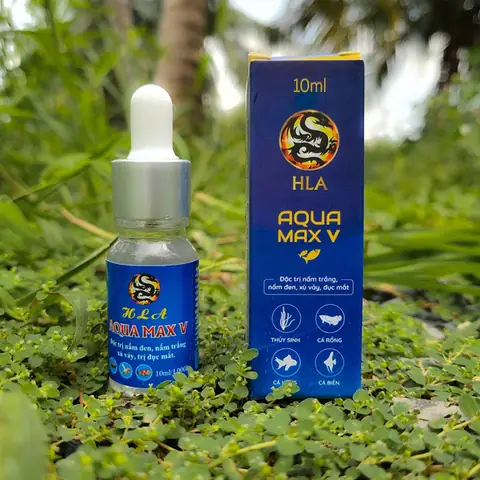 Cá Đĩa Bị Đục Mắt Cá Đĩa Bị Đục Mắt