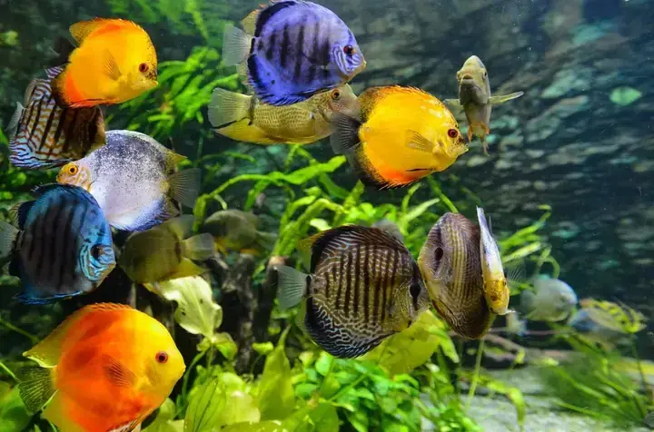 Cá Đĩa Bị Gầy Cá Đĩa Bị Gầy