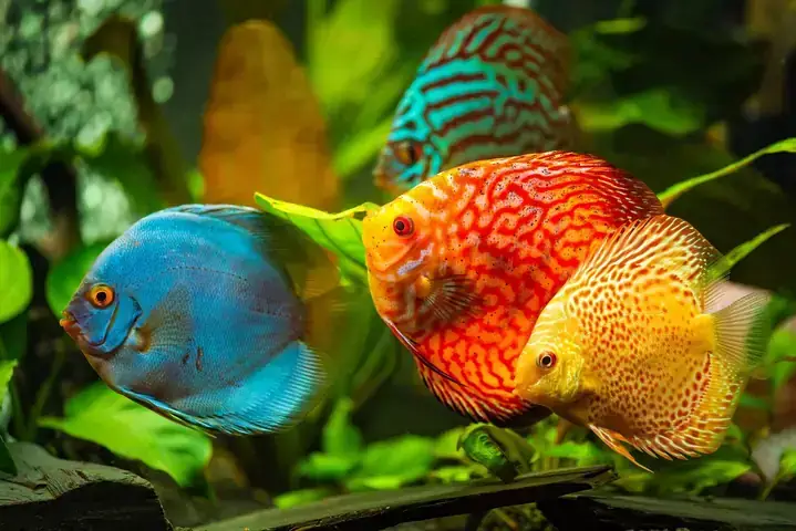 Cá Dĩa Bị Nhát