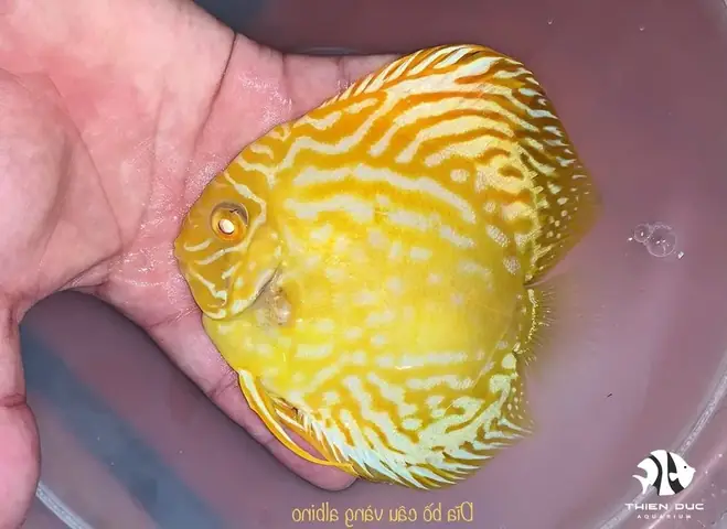 Cá Đĩa Bồ Câu Albino Cá Đĩa Bồ Câu Albino