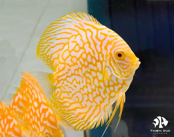 Cá Dĩa Bồ Câu Vàng