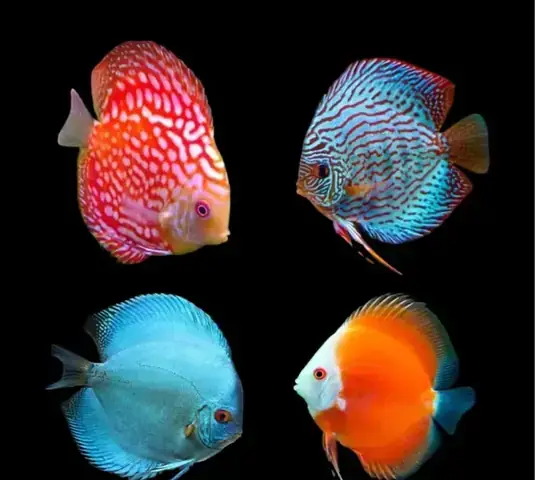 Cá Dĩa Bơi Nghiêng