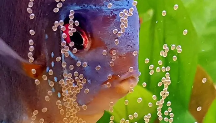 Cá Dĩa Đẻ Trứng Cá Dĩa Đẻ Trứng