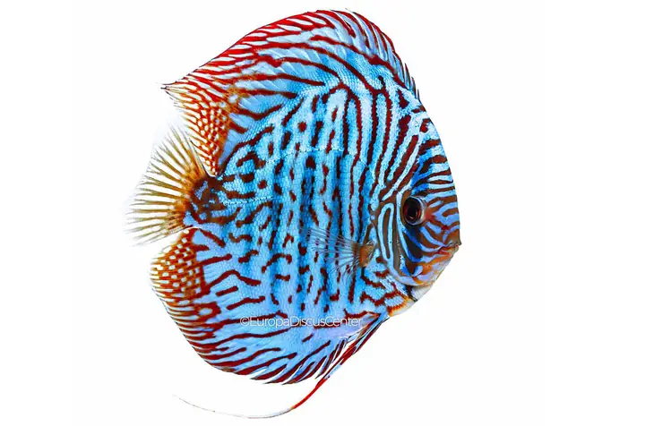 Cá Dĩa Đẹp Nhất Thế Giới
