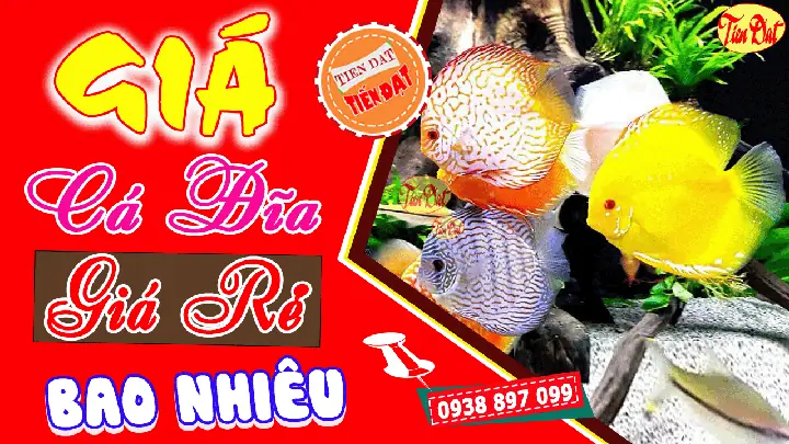 Cá Đĩa Đỏ Giá Bao Nhiêu Cá Đĩa Đỏ Giá Bao Nhiêu