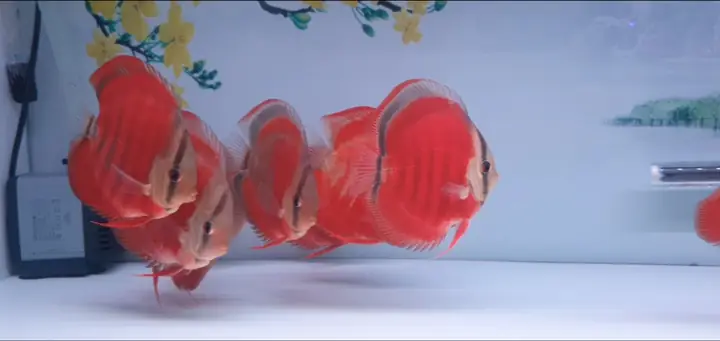Cá Dĩa Hoa Hồng Cover