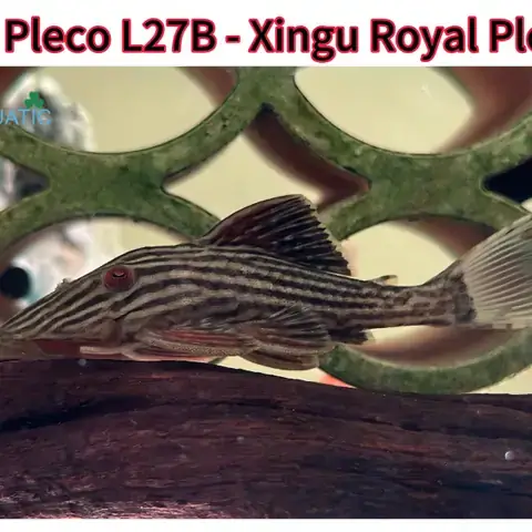 Cá Dĩa Phú Khang
