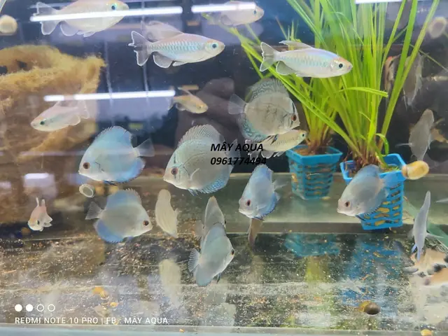 Cá Đĩa Size Nhỏ