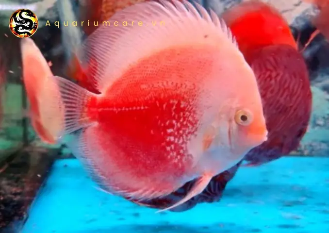 Cá Dĩa Tuyết Đỏ Cá Dĩa Tuyết Đỏ