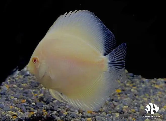 Cá Đĩa Vàng Albino Cá Đĩa Vàng Albino