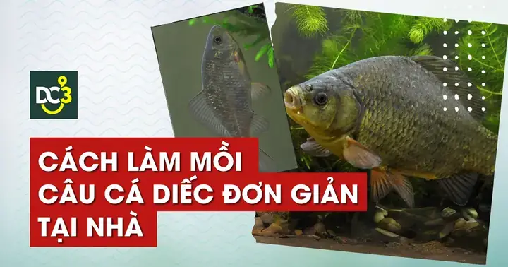 Cá Diếc Ăn Mồi Gì