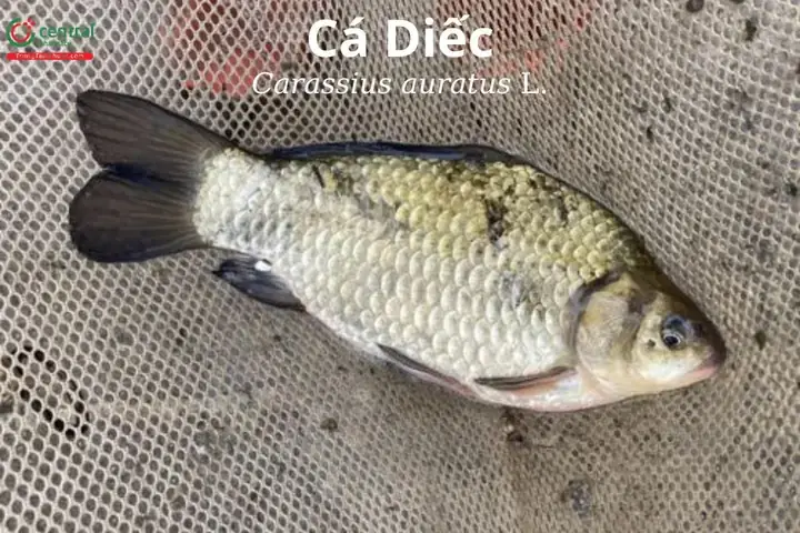 Cá Diếc Miền Nam Gọi Là Gì