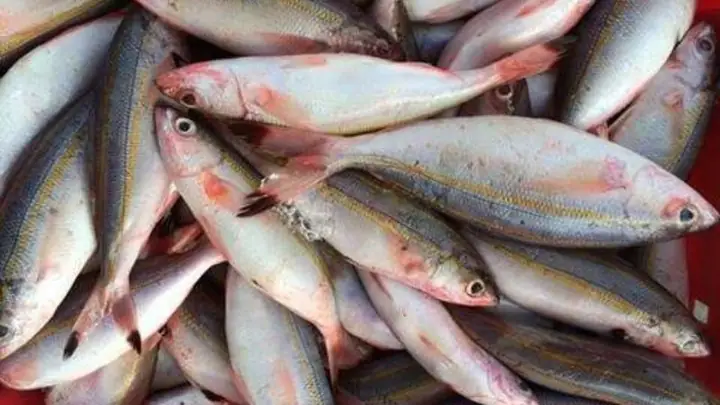 Cá Đỏ Củ Là Cá Gì Cá Đỏ Củ Là Cá Gì