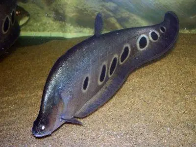 Cá Đô Đông Dương