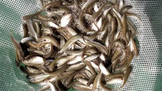 Cá Đối Mục Giống