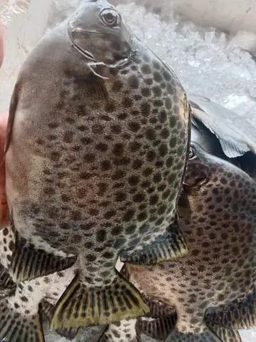 Cá Đốm Là Cá Gì Cá Đốm Là Cá Gì