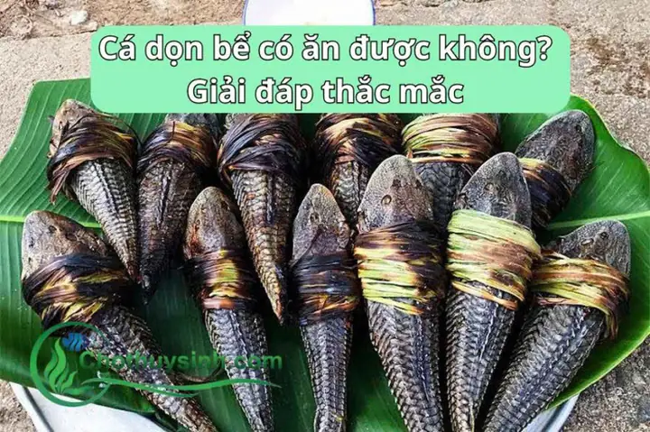 Cá Dọn Bể To