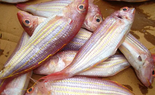 Cá Đổng Tiếng Anh Là Gì