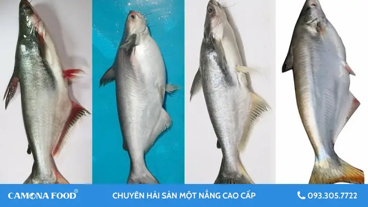 Cá Dứa Và Cá Basa