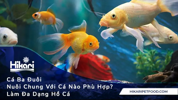 Cá Đuôi Kiếm Nuôi Chung Với Cá Nào Cá Đuôi Kiếm Nuôi Chung Với Cá Nào