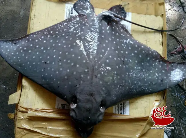 Cá Đuối Ó Sao Cá Đuối Ó Sao