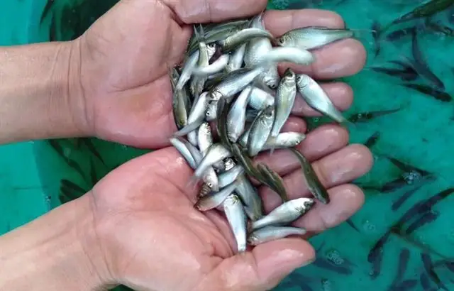 Cá Duồng Giống Cá Linh