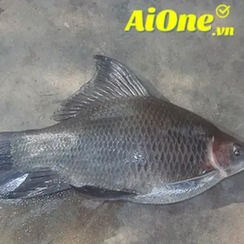 Cá Ét Mọi Giống