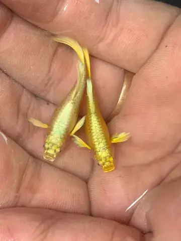 Cá Full Gold Đẻ Cá Full Gold Đẻ