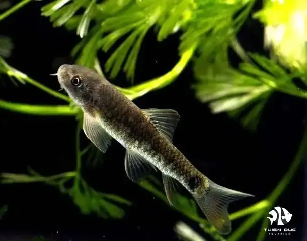 Cá Garra Rufa Mua Ở Đâu Cá Garra Rufa Mua Ở Đâu