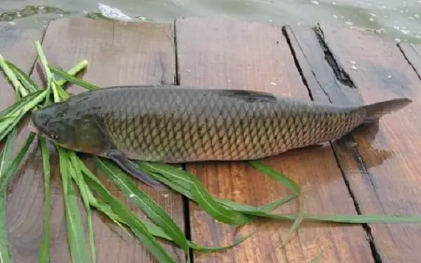 Cá Gì Ăn Cỏ Cá Gì Ăn Cỏ