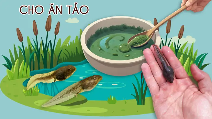 Cá Gì Ăn Nòng Nọc Cá Gì Ăn Nòng Nọc