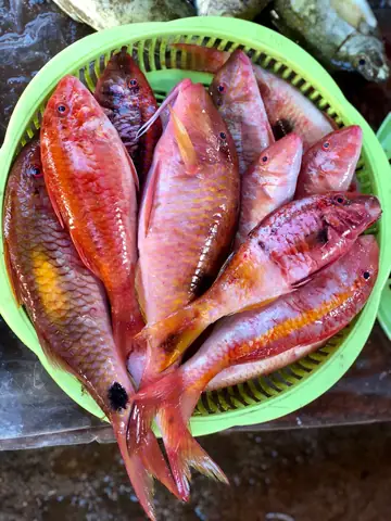Cá Gì Màu Hồng Cá Gì Màu Hồng