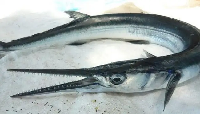 Cá Gì Mỏ Nhọn
