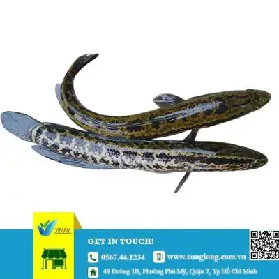 Cá Giống Minh Lộc