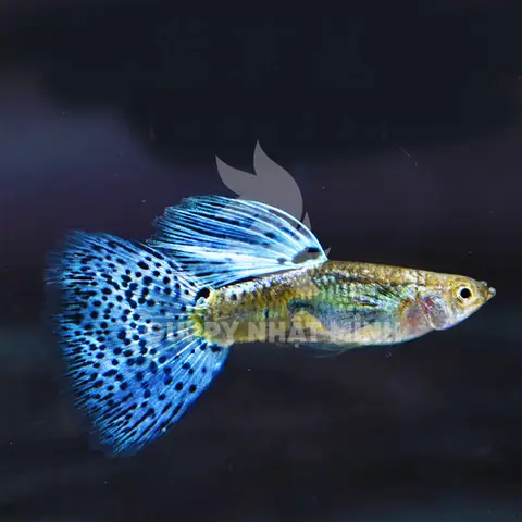 Cá Guppy Blue Grass Cá Guppy Blue Grass