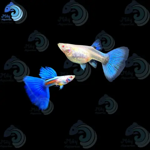 Cá Guppy Blue Topaz