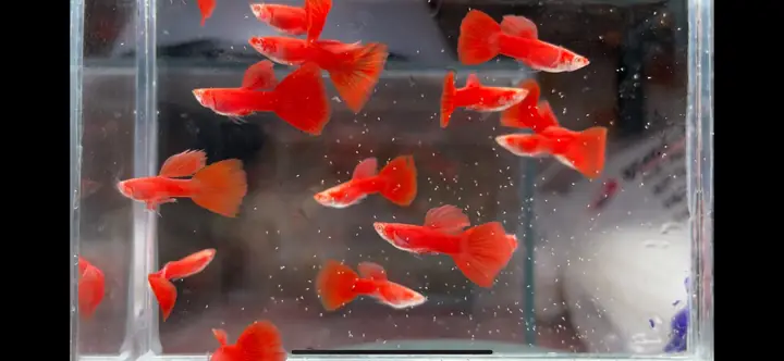 Cá Guppy Full Red Cá Guppy Full Red