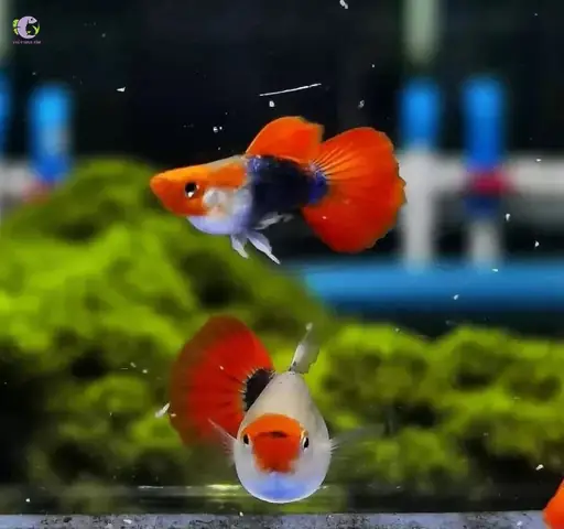 Cá Guppy Koi Đen Cá Guppy Koi Đen