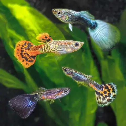 Cá Guppy Là Gì