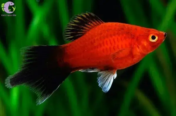 Cá Hà Lan Đuôi Lửa
