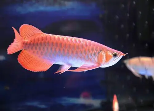Cá Hắc Ma Lợi