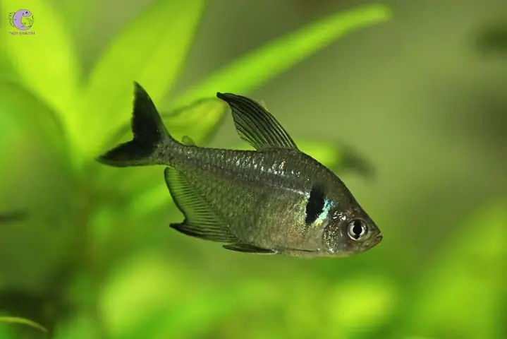 Cá Hắc Tử Kỳ