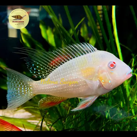 Cá Hải Hồ Albino